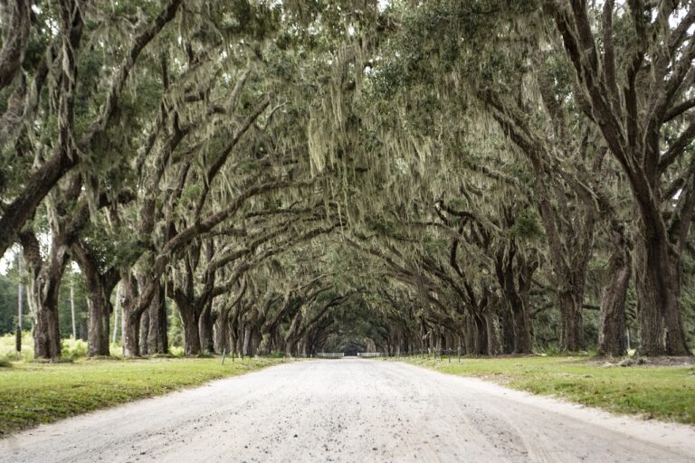 georgia, live oak, trees-4721003.jpg